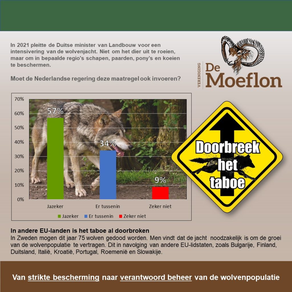 57% van de Nederlanders vindt dat verstandig beheer van wolven ook in Nederland moet plaatsvinden